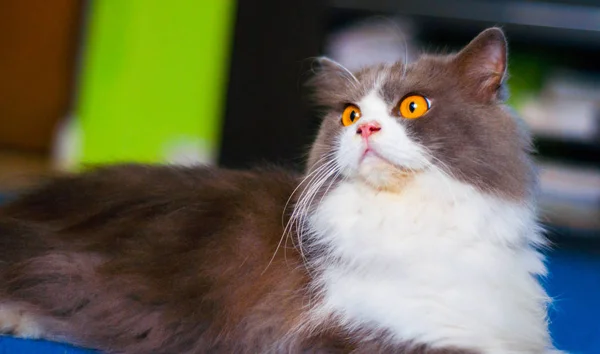 karakter agresif kedi fotoğrafları