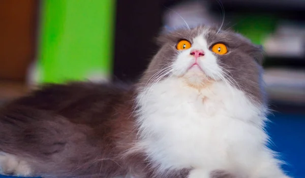 karakter agresif kedi fotoğrafları