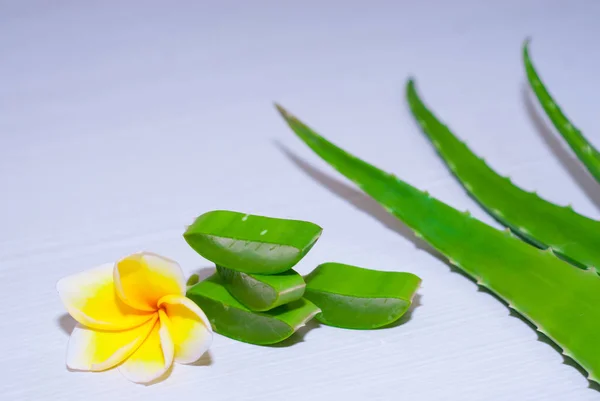 aloe vera taze yaprak