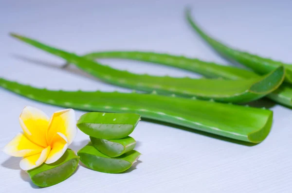 aloe vera taze yaprak