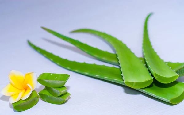 aloe vera taze yaprak