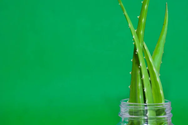 aloe vera taze yaprak