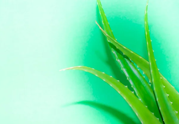 aloe vera taze yaprak