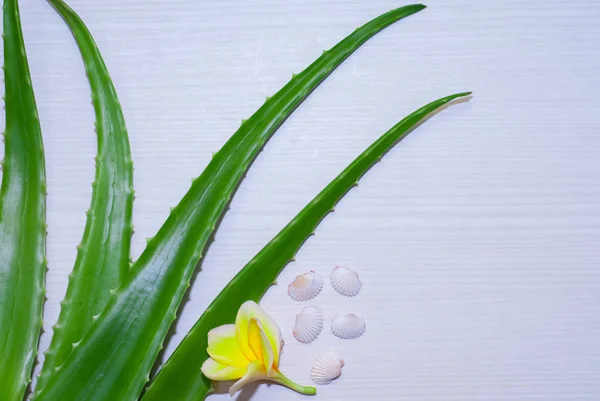 aloe vera taze yaprak