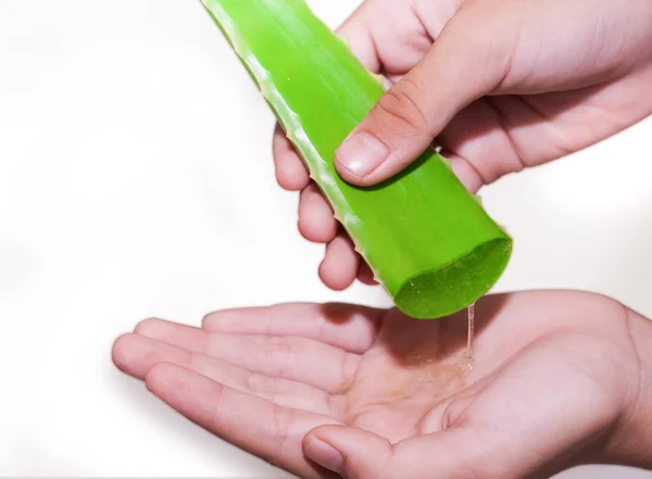 Aloe Vera elleri izole