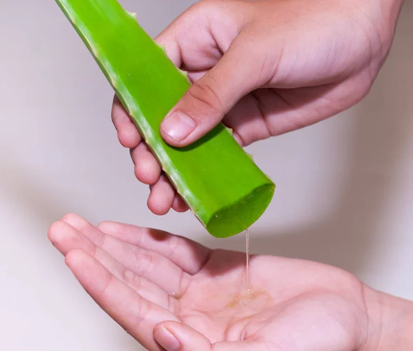 Aloe Vera elleri izole