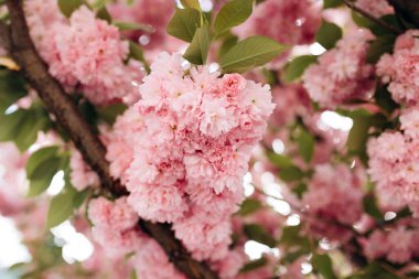 Japonya 'nın sembolü. Çiçek açan sakura dalları. Kopya alanı olan Paskalya ve bahar tebrik kartları için