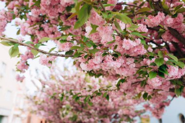Çiçek açan sakura dalları. Botanik bahçesi konsepti. Yumuşak bir çiçek. Aroma ve parfüm. Bahar mevsimi. 
