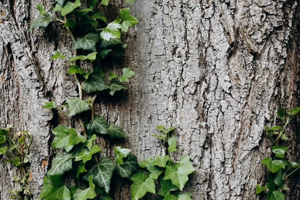 Close up ivy climbing tree. Ivy on tree bark background. Wallpaper. Wild, climbing concept.