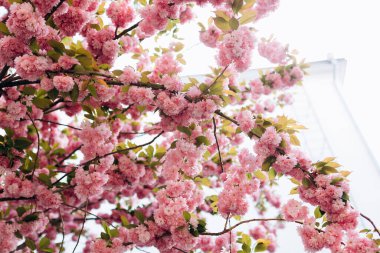 Sakura çiçekleri bahar sakura ağacında çiçek açıyor. Soyut doğa geçmişi. Japonya 'nın Sembolü.