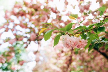 Pembe sakura çiçeklerinin arka planı güneş ışığında bir ağaçta çiçek açıyor. Yakın çekim, seçici odaklanma, bulanıklık. Japonya 'nın Sembolü.
