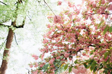 Hanami. Sakura çiçekleri. Arka plandaki Sakura çiçekleri yakın plan. Çiçek arkaplanı. Japonya 'nın Sembolü.