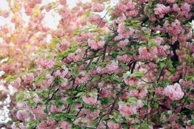 Pembe sakura çiçeklerinin arka planı güneş ışığında bir ağaçta çiçek açıyor. Yakın çekim, seçici odaklanma, bulanıklık. Japonya 'nın Sembolü.