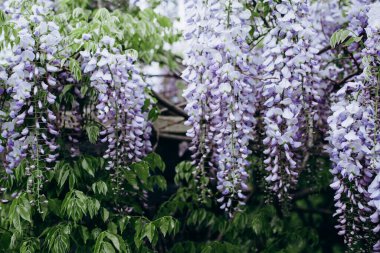 Hanami. Sakura çiçekleri. Arka plandaki Sakura çiçekleri yakın plan. Çiçek arkaplanı. Japonya 'nın Sembolü.