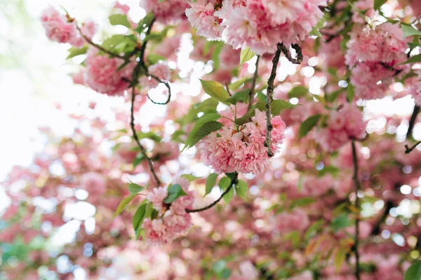 Filialer Blommande Sakura Botaniska Trädgården Koncept Anbud Blommar Arom Och — Stockfoto