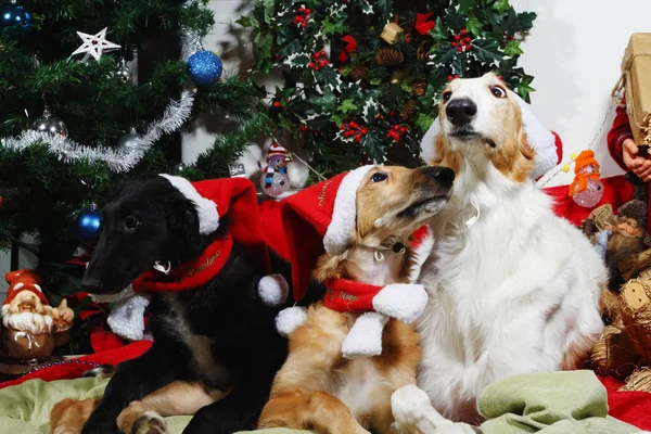 Tre cuccioli di borzoi che desiderano buon Natale — Foto Stock