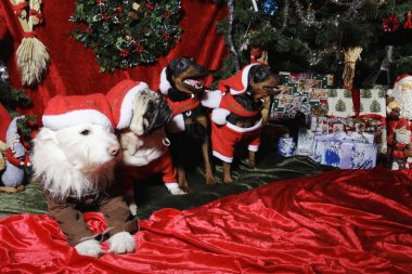 Küçük köpekler, Evcil hayvan Noel selamlar gönderme ve santa kıyafetler giymiş