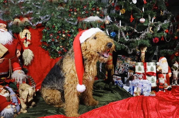 Airedale Terrier Augurando Buon Natale Vestito Con Abbigliamento Natale Padre — Foto Stock
