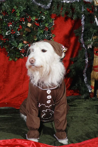 Cane Piccolo Galgo Augurando Buon Natale Vestito Con Abiti Natalizi — Foto Stock