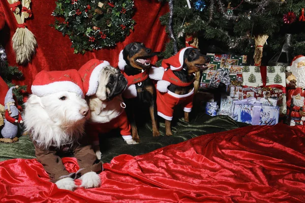 Perros Pequeños Mascotas Enviando Saludos Navidad Vestidos Con Trajes Santa — Foto de Stock