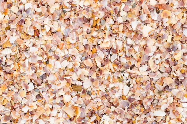 Shell background on a sand beach — Stock Photo, Image