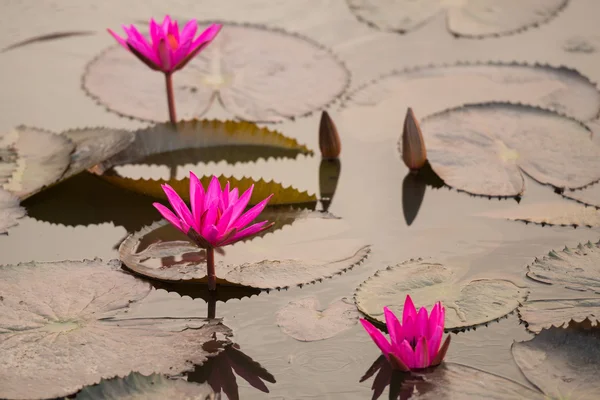 Pink color fresh lotus blossom — Stock Photo, Image