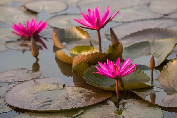 ピンク色の新鮮な蓮の花の花 — ストック写真