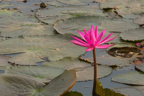 粉红色的颜色新鲜莲藕鲜花盛开 — 图库照片