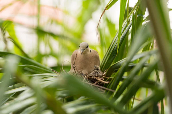 Kuş yuvası bir palmiye ağacı üzerinde oturan güvercin — Stok fotoğraf