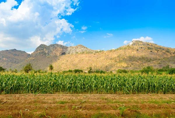 Zelené pole kukuřice v pozadí hora — Stock fotografie