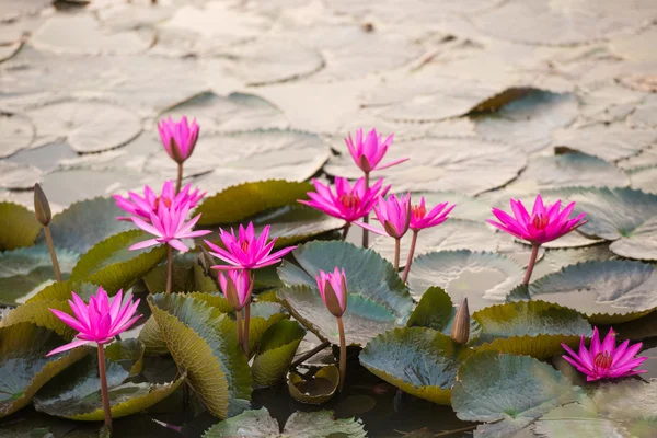 Pink color fresh lotus blossom — Stock Photo, Image