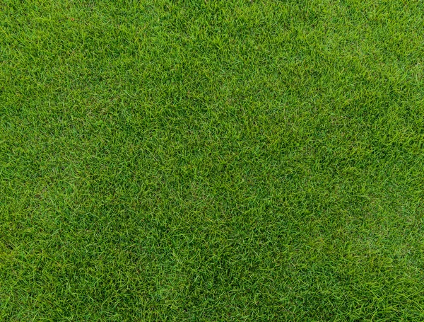Grünes Rasenmuster vom Golfplatz bei Sonnenuntergang — Stockfoto