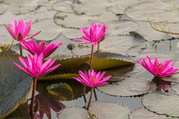 Lyserød farve frisk lotus blomstre - Stock-foto