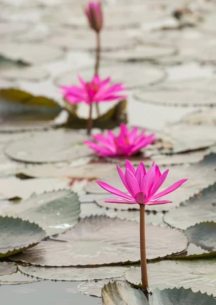 Color rosa flor de loto fresca — Foto de Stock