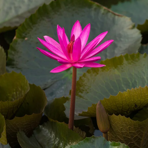 Pink color fresh lotus flower blossom — Stock Photo, Image