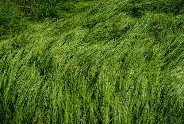Mutter gräs, lila nutsedge, Nutsedge, Cocograss — Stockfoto