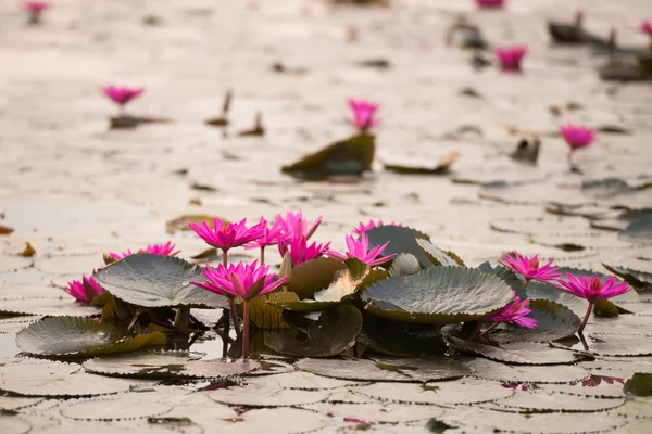 Pink color fresh lotus blossom — Stock Photo, Image