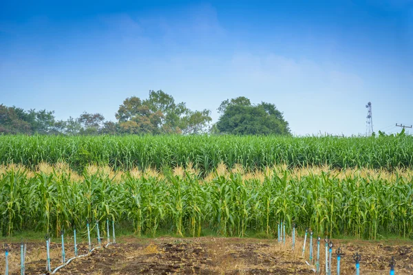 Campo verde de milho com sistema de água — Fotografia de Stock