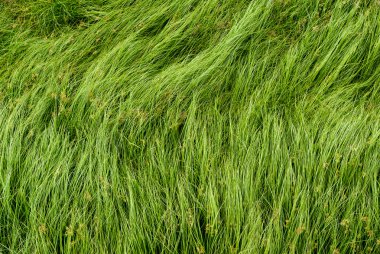 Somun çim, mor nutsedge, Nutsedge, Cocograss