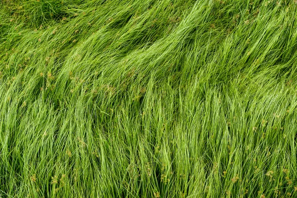 Somun çim, mor nutsedge, Nutsedge, Cocograss