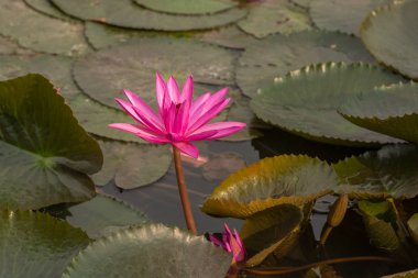 pembe renkli taze çiçek nilüferim
