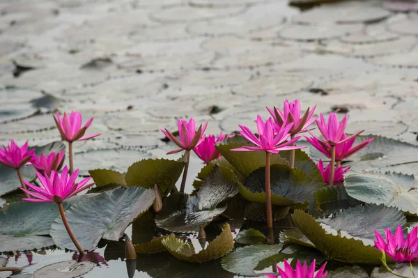 Pink color fresh lotus blossom — Stock Photo, Image