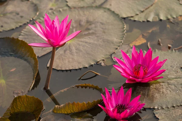 粉红色的颜色新鲜莲花 — 图库照片