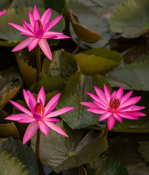 Růžová barva čerstvý Lotosový květ květ — Stock fotografie