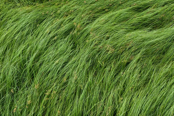 너트 잔디, 자주색 nutsedge, Nutsedge, Cocograss — 스톡 사진