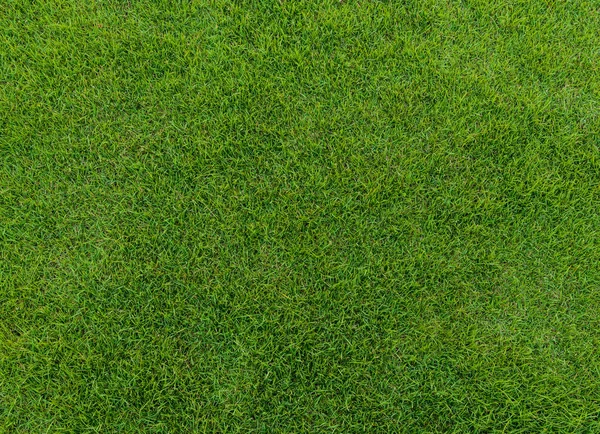 Green grass pattern from golf course at sunset tim — Stock Photo, Image