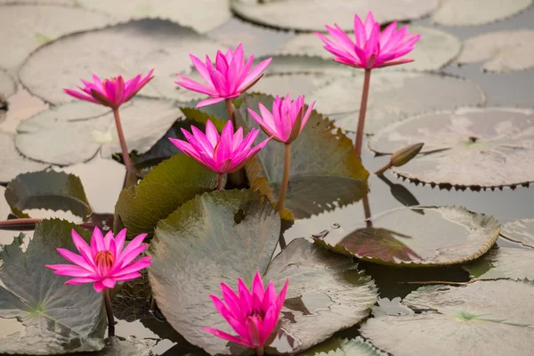 Pink color fresh lotus blossom — Stock Photo, Image