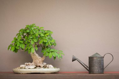 Vintage tarzı sulama olabilir ve Bonsai ağacı ahşap raf kahverengi duvar arka plan ile