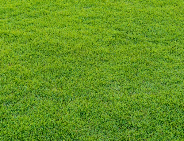 Tekstur indah hijau pola rumput dari lapangan golf — Stok Foto