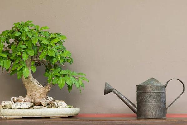 Vintage tarzı sulama olabilir ve Bonsai ağacı ahşap raf br ile